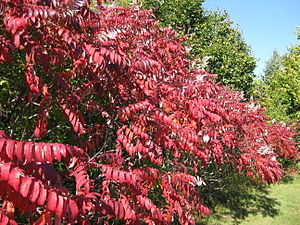 ruth in autumn