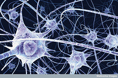 Neurons in the brain - illustration